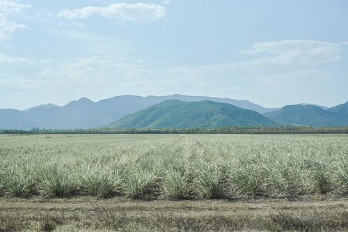 Sugar Cane Landscape