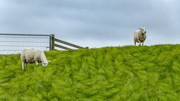 Sheep on the Dike | Terschelling by Marianne Twijnstra