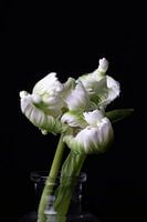 Witte papegaai tulp op zwarte achtergrond