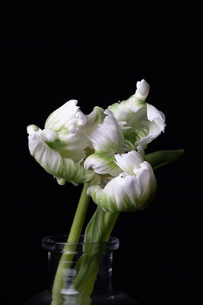 Witte papegaai tulp op zwarte achtergrond van SEE ME fotografie