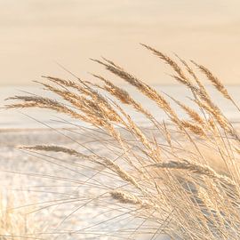 Gold shimmer by Ursula Reins