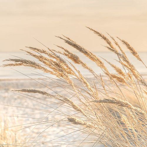 Goud glans van Ursula Reins