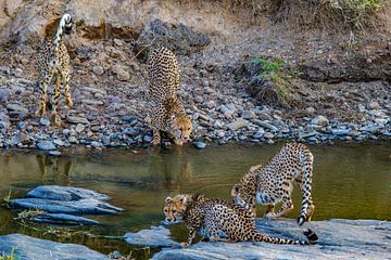 4 cheetahs bij de Talek van Peter Michel