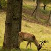 Des cerfs dans les dunes d'approvisionnement en eau d'Amsterdam sur Kyra Hoekema