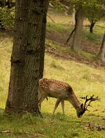 Hirsche in den Dünen der Amsterdamer Wasserversorgung