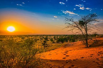 Lever de soleil dans le désert du Kalahari, en Namibie sur Rietje Bulthuis