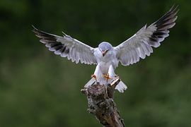 Schwarzmilan von Freddy Van den Buijs