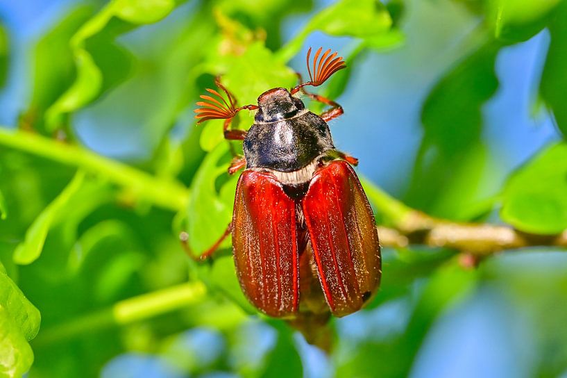 Cockchafer by Bernhard Kaiser