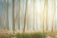 Hazy Trees