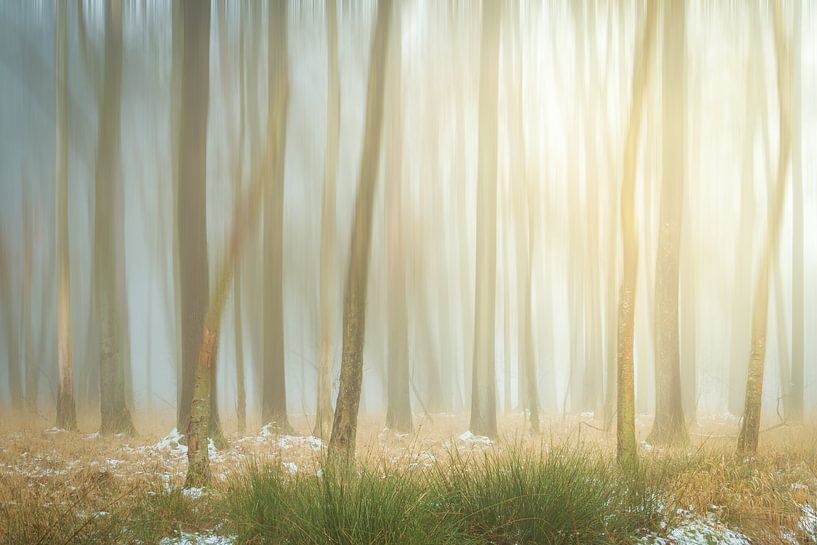 Hazy Trees von Martijn van Geloof