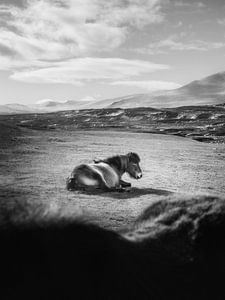 Des glaciers et des chevaux