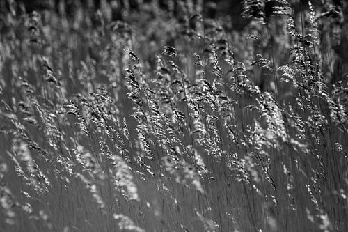 Wuivende rietpluimen in zwartwit