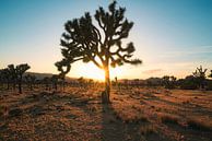 Silhouetten in der Wüste von Loris Photography Miniaturansicht