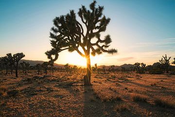 Silhouetten in de woestijn van Loris Photography