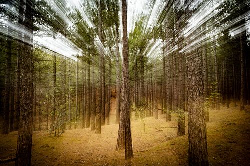 Betoverend bos