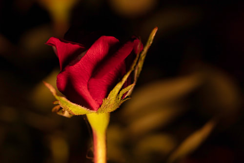 rose rouge, amour, respect, amitié et fidélité