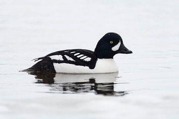 Barrow's Goldeneye ( Bucephala islandica ) in winter, swimming, wildlife, Greater Yellowstone Area,  van wunderbare Erde