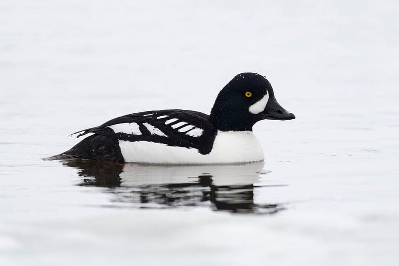 Barrow's Goldeneye ( Bucephala islandica ) in winter, swimming, wildlife, Greater Yellowstone Area,  by wunderbare Erde