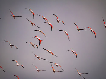 Fliegende Flamingo-'