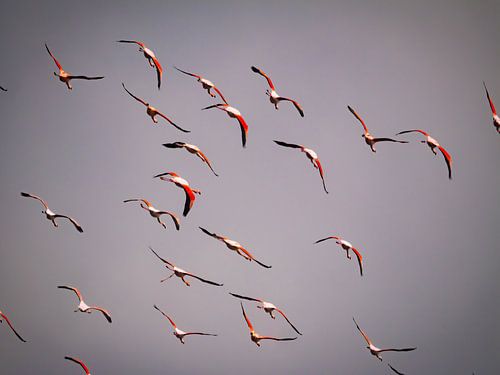 Fliegende Flamingo-' von Willemijn Wolthaus