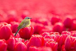 Liefde voor kleur  von Ina Hendriks-Schaafsma