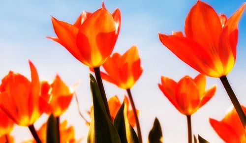 Tulpen in het veld