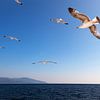Zeemeeuwen in een blauwe lucht, boven e Egeische Zee in Griekenland. van Eyesmile Photography