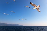 Zeemeeuwen in een blauwe lucht, boven e Egeische Zee in Griekenland. van Eyesmile Photography thumbnail