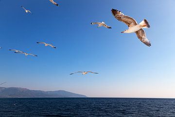Zeemeeuwen in een blauwe lucht, boven e Egeische Zee in Griekenland.