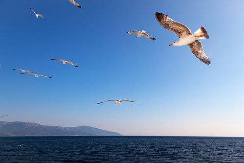 Möwen in einem blauen Himmel, über der Ägäis in Griechenland.
