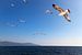 Zeemeeuwen in een blauwe lucht, boven e Egeische Zee in Griekenland. van Eyesmile Photography