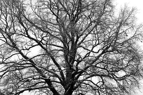 Tree crown in winter