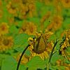 Sonnenblumen von Antwan Janssen