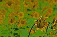 Sonnenblumen von Antwan Janssen Miniaturansicht