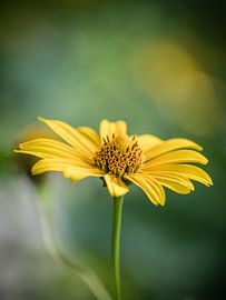 Sommerblüte von Gerhard Eisele