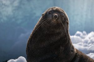 Eine Pelzrobbe am Strand in der Antarktis