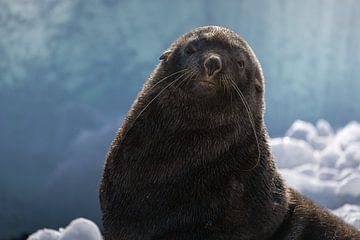 Een pelsrob op het strand in Antarctica van Anges van der Logt