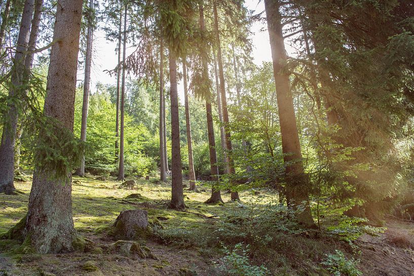 nature by Tomas S.