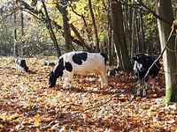 Koeien in het bos