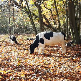 Koeien in het bos van 10a Boes