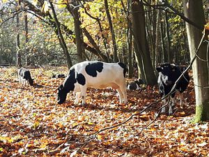Koeien in het bos von 10a Boes