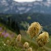 Beargrass, Paradise, Mount Rainier National Park, Washington, USA van Jeroen van Deel