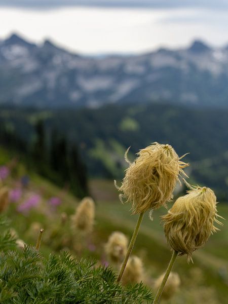 Bärgras, Paradies, Mount Rainier National Park, Washington, USA von Jeroen van Deel