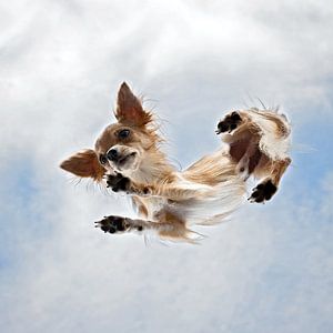 Unter Chihuahua