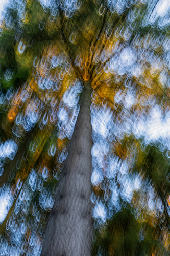 Abstract, summery tree (ICM)