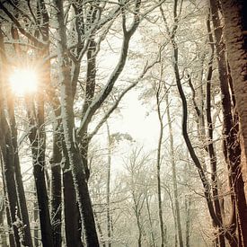 par une belle journée d'hiver sur Tamara Mollers Fotografie Mollers