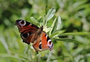 Peacock butterfly feeding on Russian olive