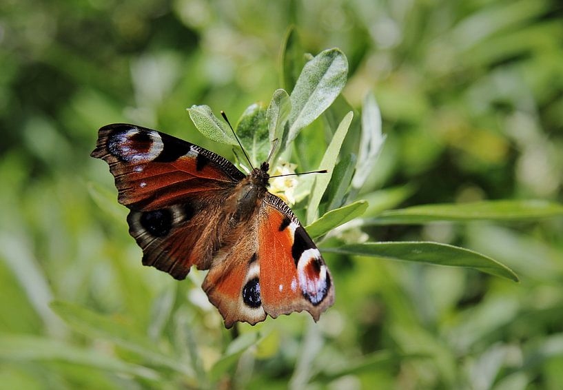 Tagpfauenauge auf Ölweide von Western Exposure