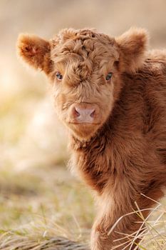 Schottisches Highlander-Kalb