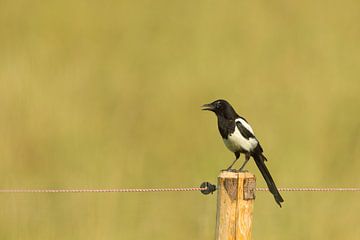 Magpie (Pica pica) by Dirk Rüter